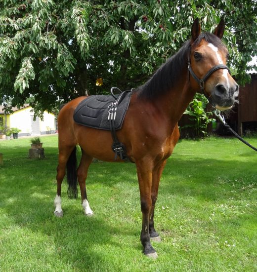 Reittherapie Heidelberg Kopf-min Reittherapie Heidelberg Kopf-min